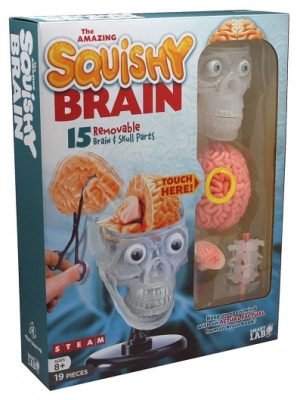 The Amazing Squishy Brain