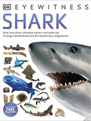 Eyewitness: Shark