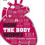 How the Body Works: Big Stuff Simply Explained