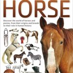 Eyewitness: Eyewitness Horse