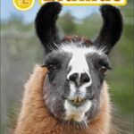 DK Readers Level: Llamas