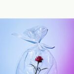 This Immaculate Body