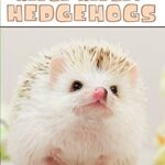 Puffin Young Readers 2: Hedge-hedgey-hedgehogs