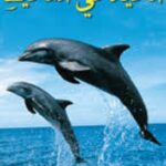 الحياة في المحيط