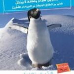 البطريق سباح لا يصيبه بلل