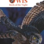 Puffin Young Readers 3: Owls Birds of The Night