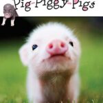 Puffin Young Readers 2: Pig-piggy-pigs