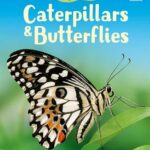 Beginners: Caterpillars and Butterflies