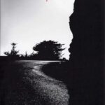 The Myrtle Tree: A Novel of Love and Dreams in War-torn Lebanon