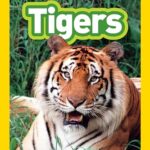 Tigers