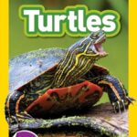 National Geographic Readers 1: Turtles