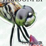 Up Close and Scary Dragonfly