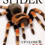 Up Close and Scary Spider